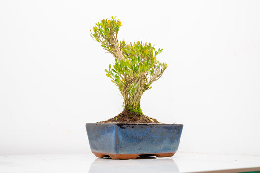 Chinese Box  Bonsai Tree Informal Style - 15cm Blue Ceramic Pot