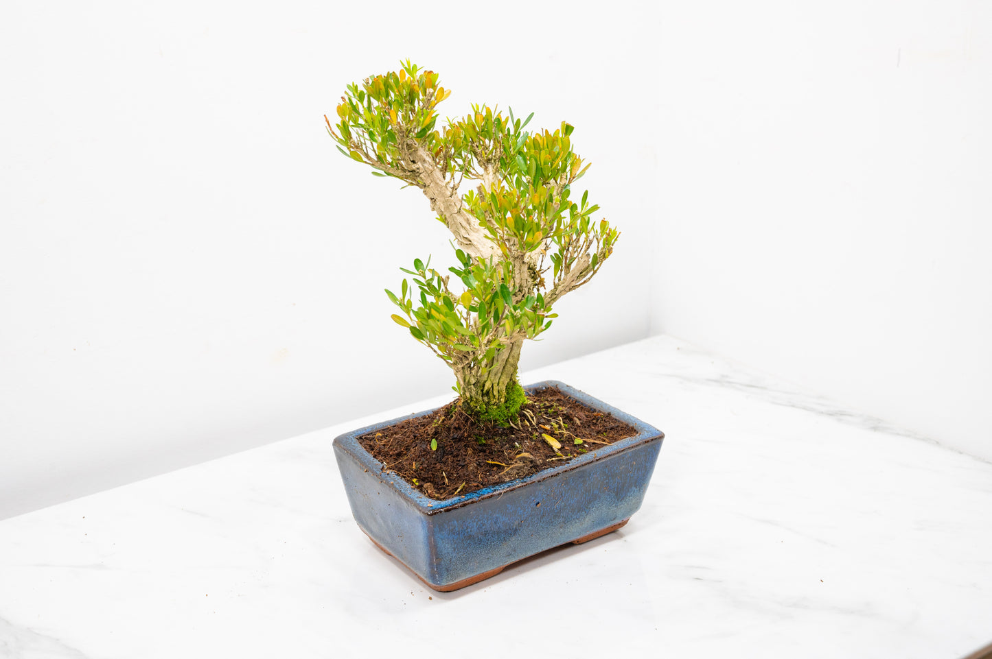 Chinese Box  Bonsai Tree Informal Style - 15cm Blue Ceramic Pot