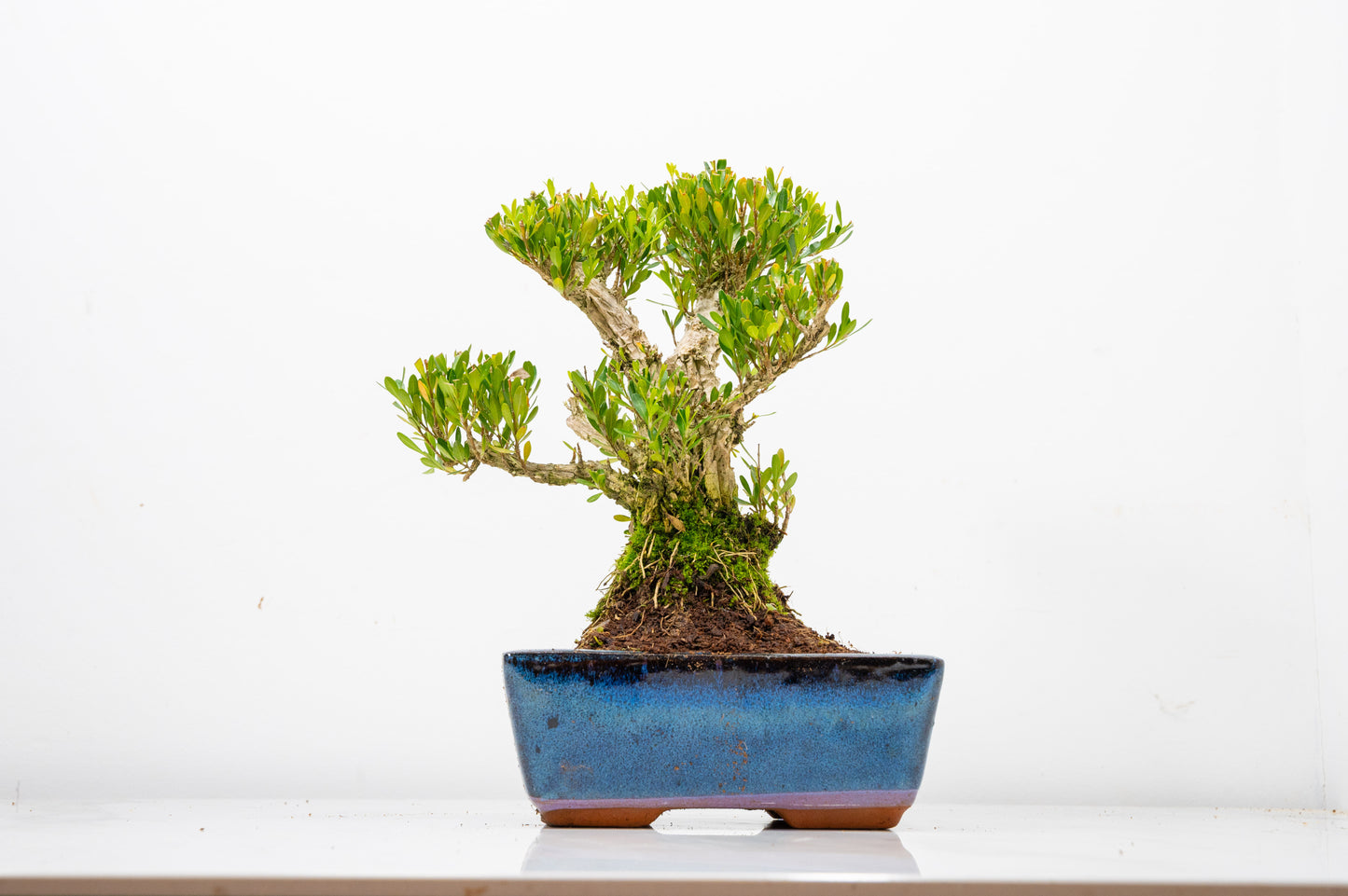 Chinese Box  Bonsai Informal Style - 15cm Blue Ceramic Pot