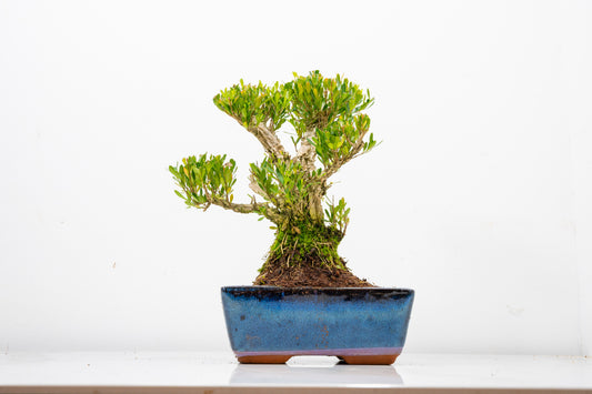 Chinese Box  Bonsai Informal Style - 15cm Blue Ceramic Pot