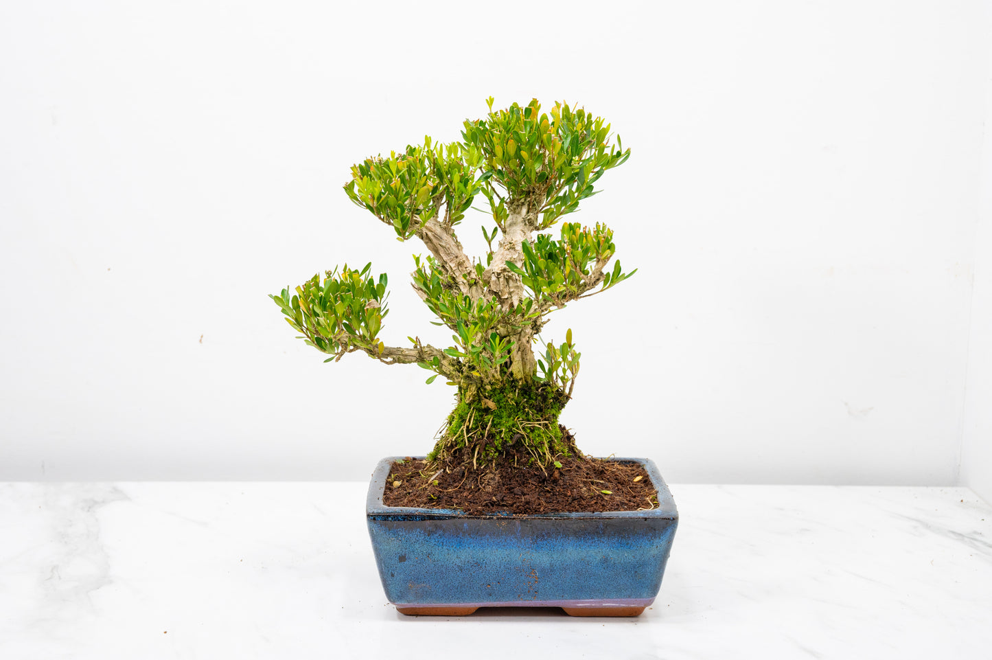 Chinese Box  Bonsai Informal Style - 15cm Blue Ceramic Pot