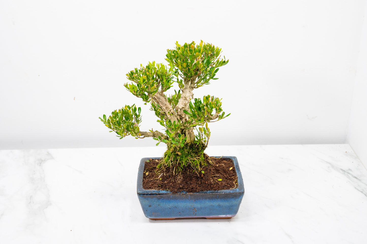 Chinese Box  Bonsai Informal Style - 15cm Blue Ceramic Pot