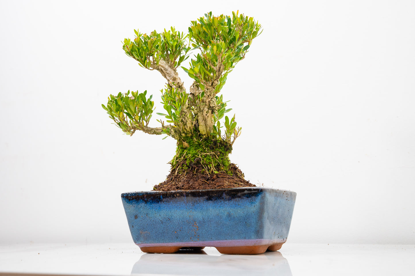 Chinese Box  Bonsai Informal Style - 15cm Blue Ceramic Pot