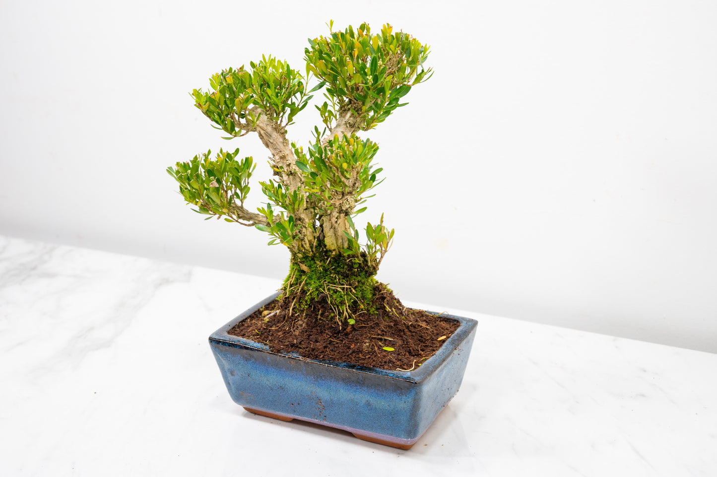 Chinese Box  Bonsai Informal Style - 15cm Blue Ceramic Pot