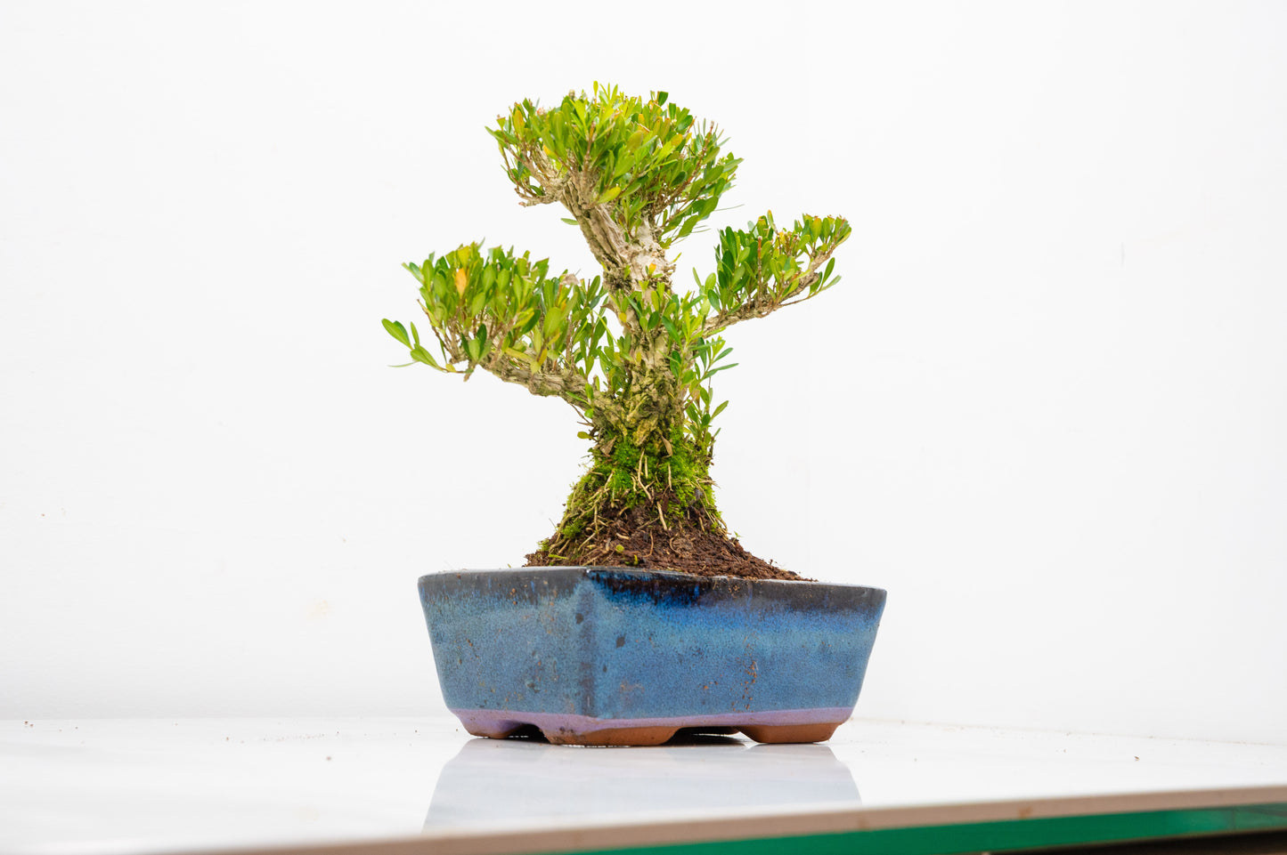 Chinese Box  Bonsai Informal Style - 15cm Blue Ceramic Pot