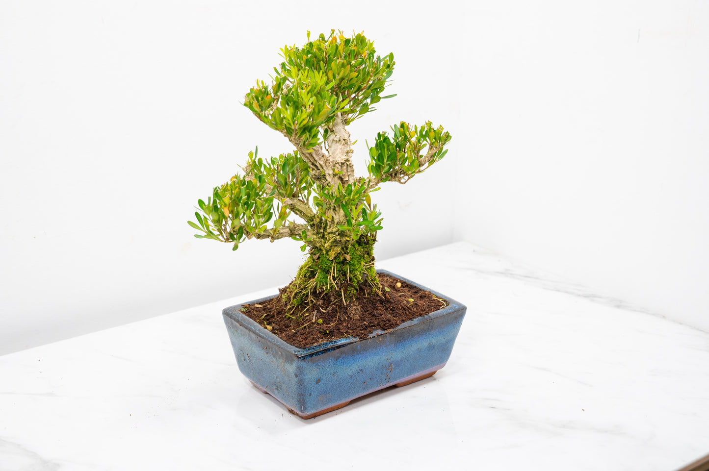 Chinese Box  Bonsai Informal Style - 15cm Blue Ceramic Pot