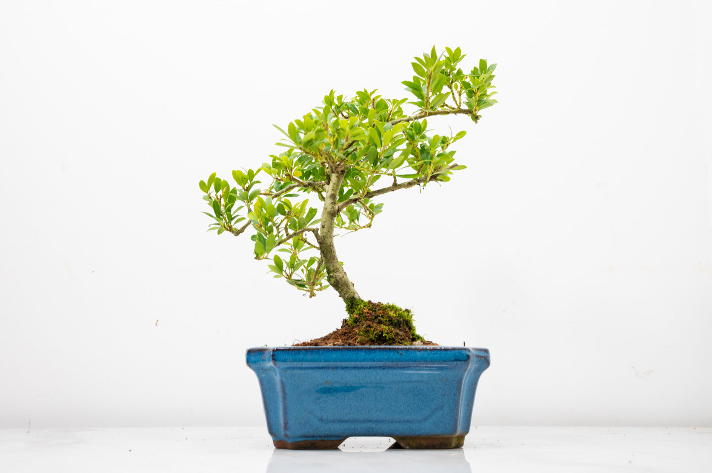 Japanese Holly Bonsai - 15cm Navy Ceramic Pot