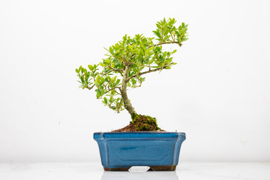 Japanese Holly Bonsai - 15cm Navy Ceramic Pot