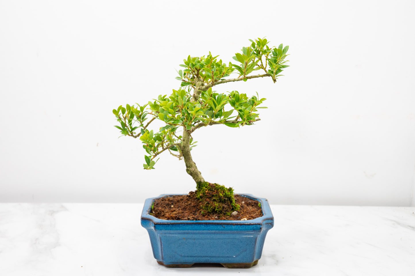 Japanese Holly Bonsai - 15cm Navy Ceramic Pot