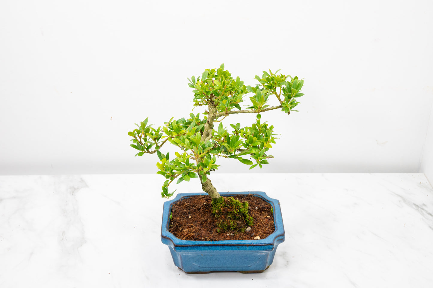 Japanese Holly Bonsai - 15cm Navy Ceramic Pot