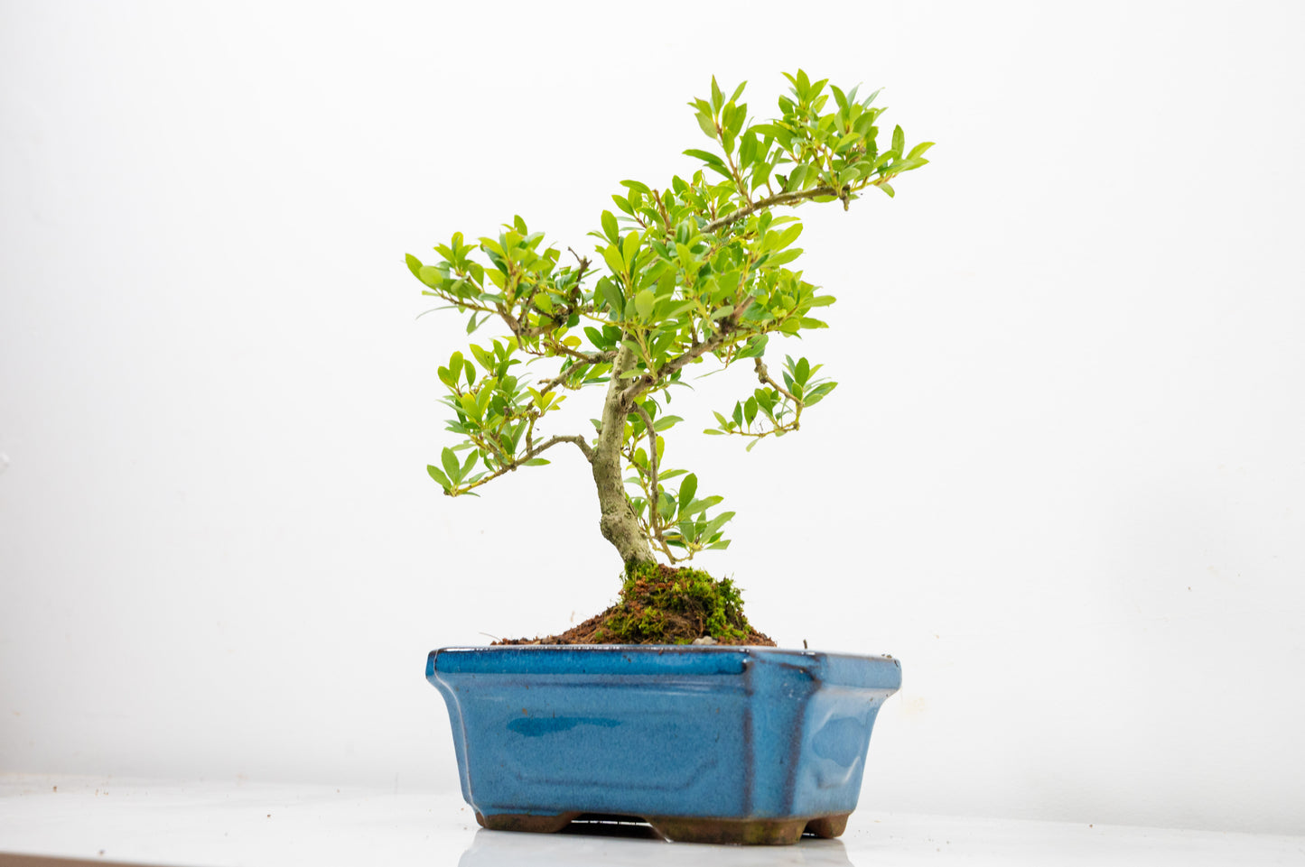 Japanese Holly Bonsai - 15cm Navy Ceramic Pot
