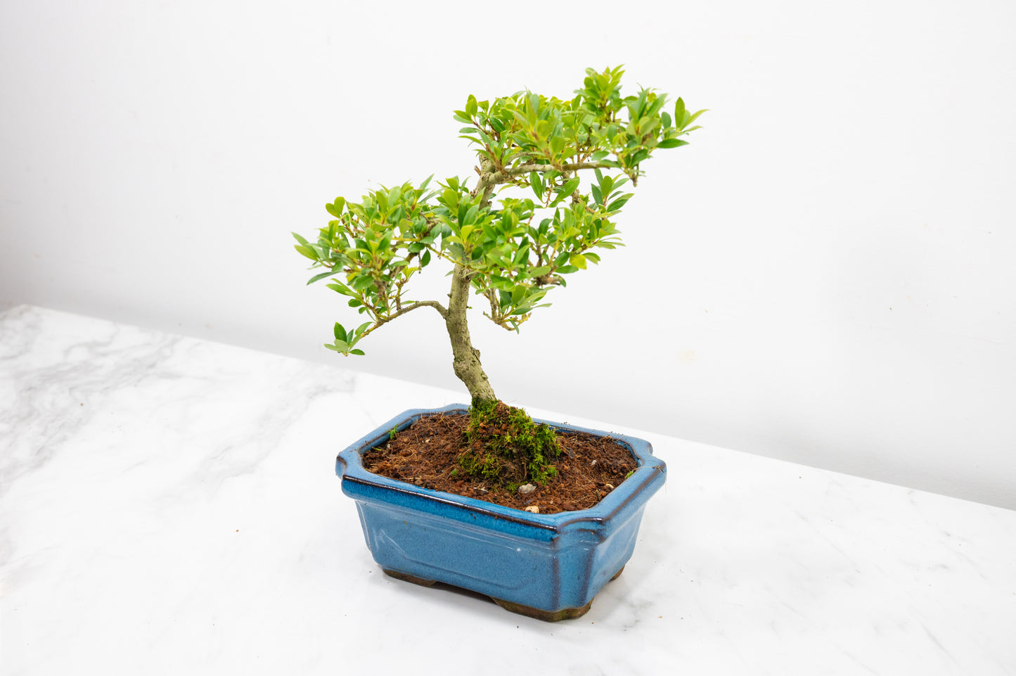 Japanese Holly Bonsai - 15cm Navy Ceramic Pot