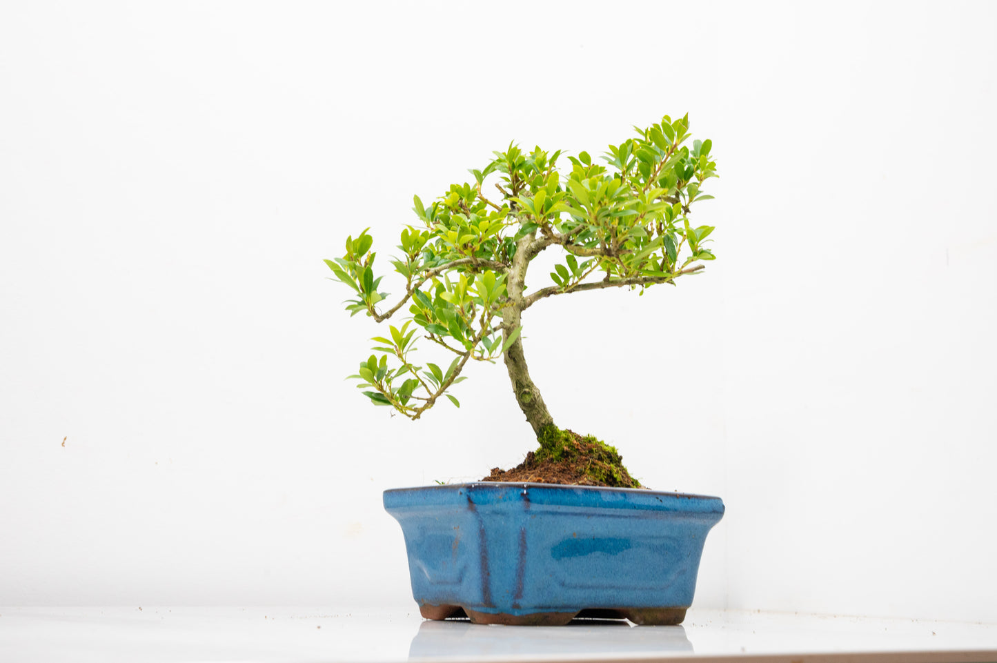Japanese Holly Bonsai - 15cm Navy Ceramic Pot