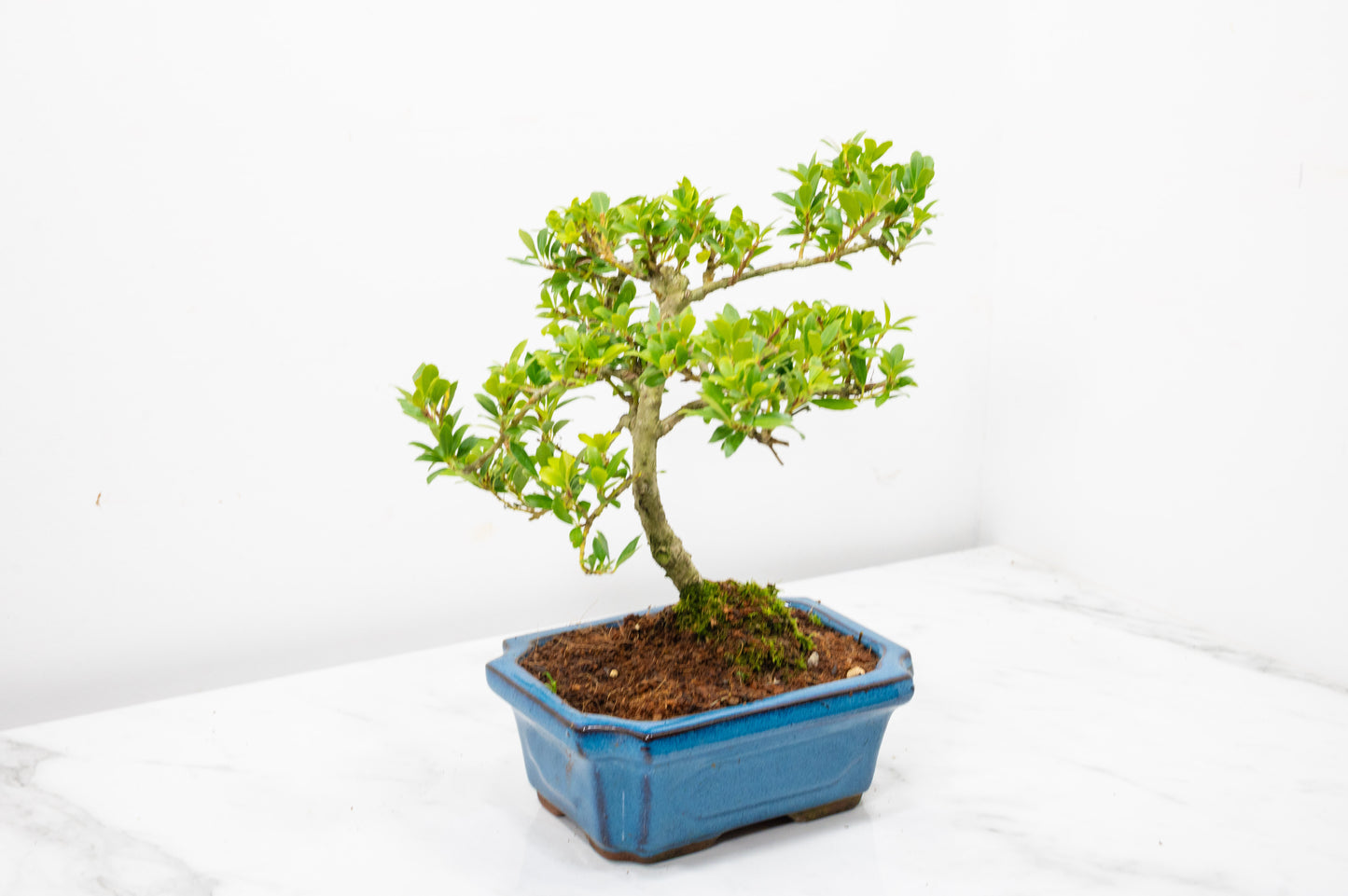 Japanese Holly Bonsai - 15cm Navy Ceramic Pot