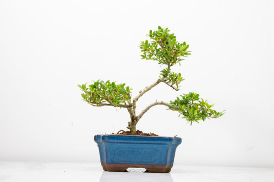 Japanese Holly Bonsai - 15cm Navy Ceramic Pot