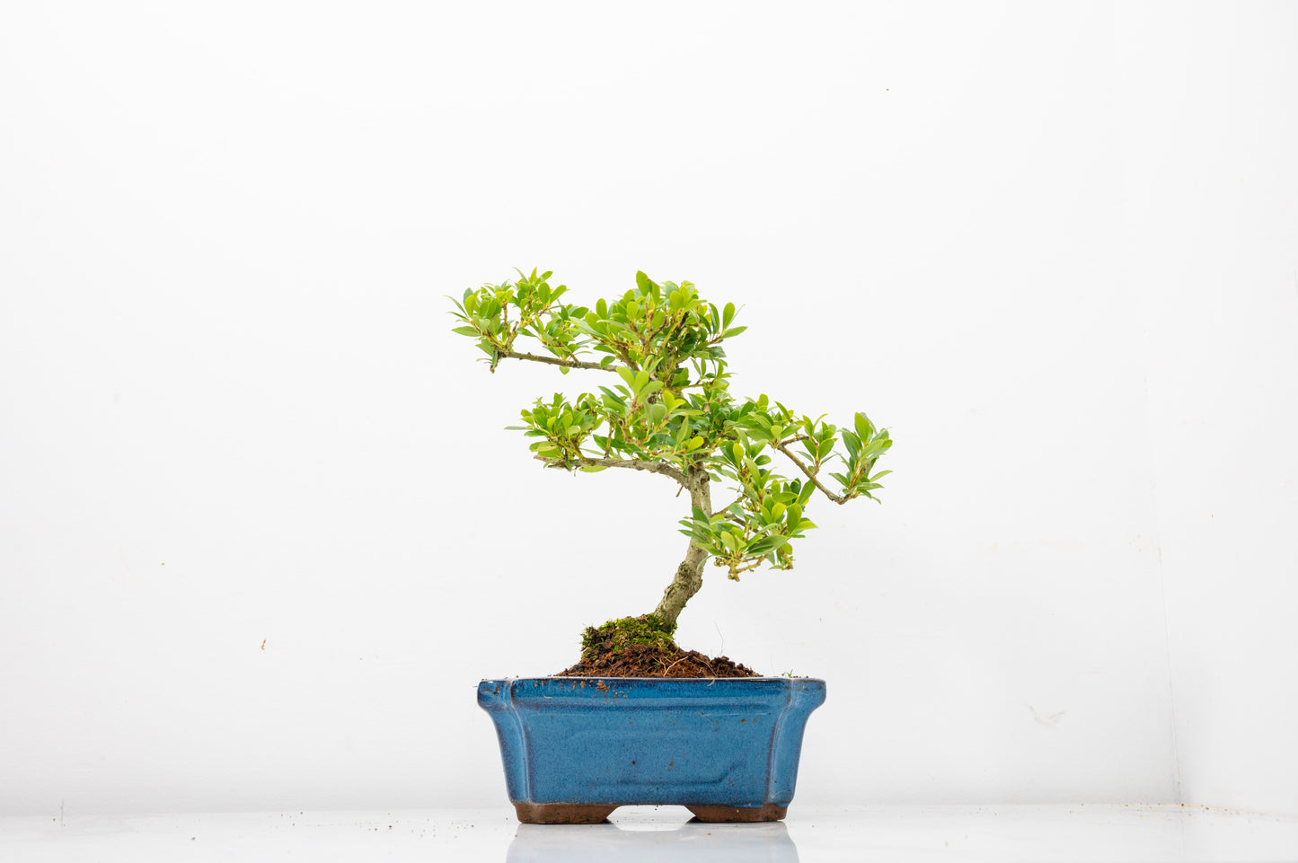 Japanese Holly Bonsai - 15cm Navy Ceramic Pot