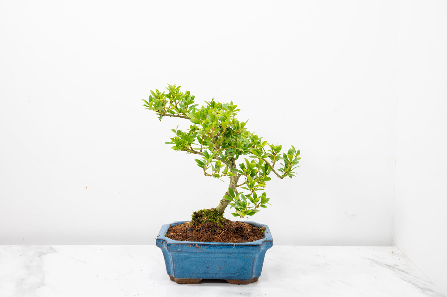 Japanese Holly Bonsai - 15cm Navy Ceramic Pot