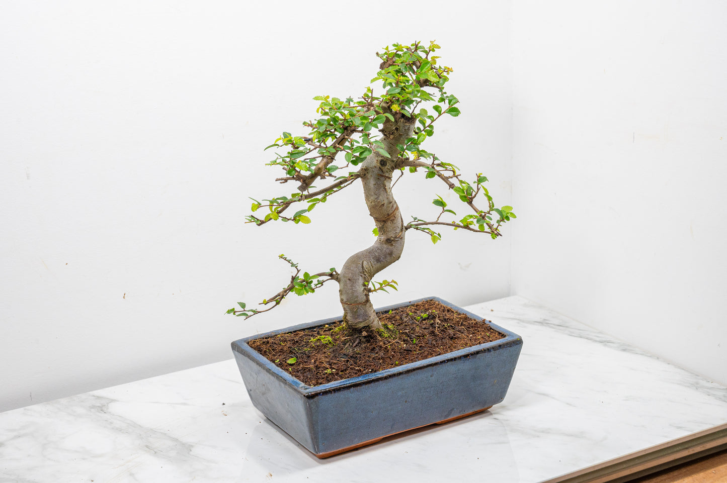 Chinese Elm Bonsai and Care Kit in 25cm Navy Ceramic Pot
