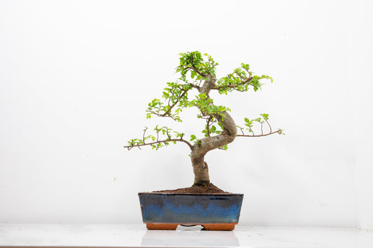 Chinese Elm Bonsai and Care Kit in 18cm Navy Ceramic Pot