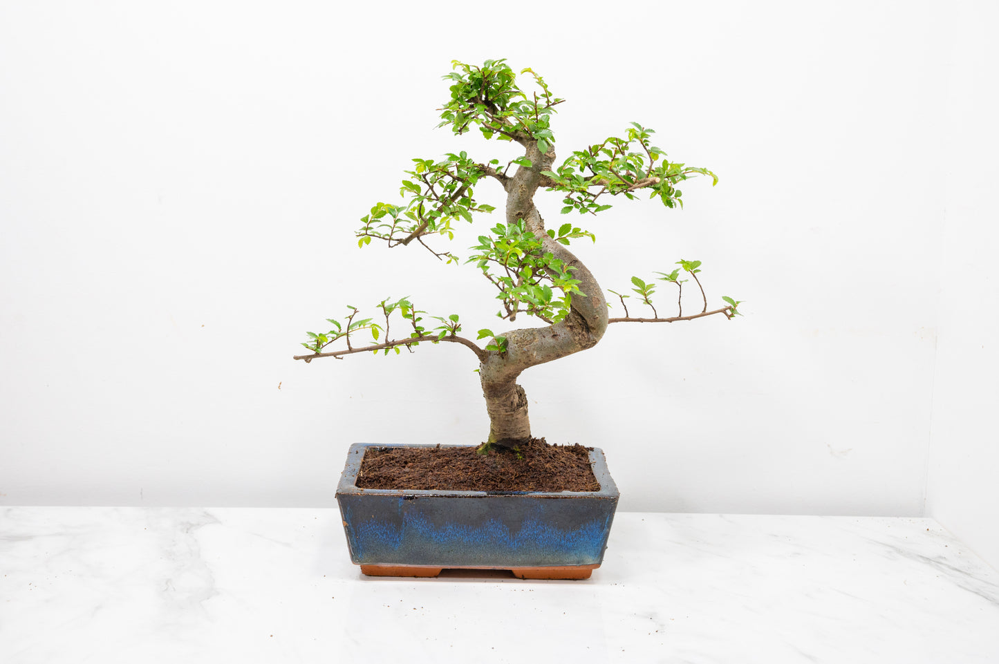 Chinese Elm Bonsai and Care Kit in 18cm Navy Ceramic Pot