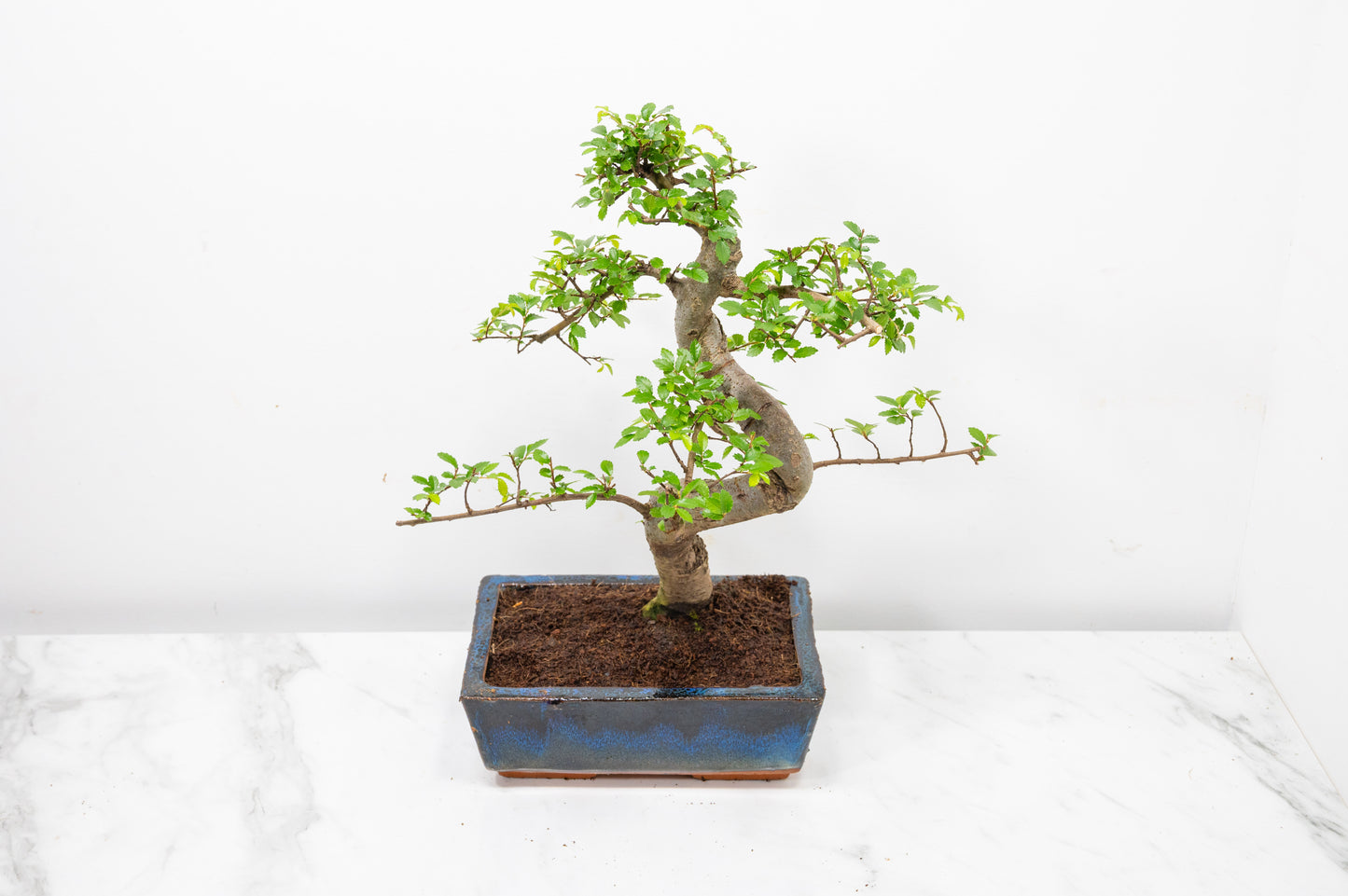 Chinese Elm Bonsai and Care Kit in 18cm Navy Ceramic Pot