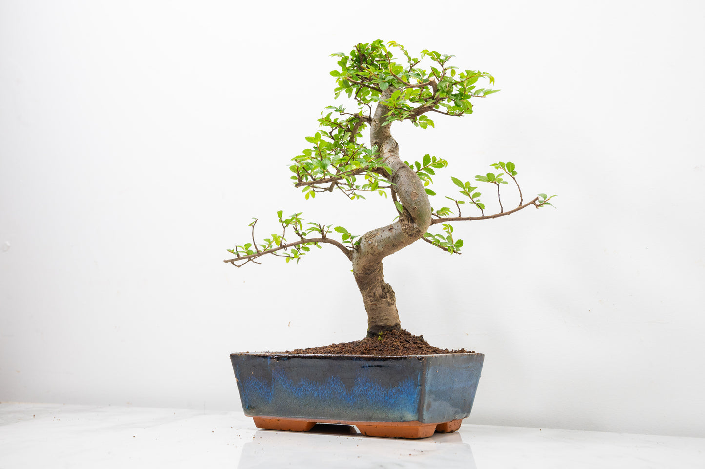 Chinese Elm Bonsai and Care Kit in 18cm Navy Ceramic Pot