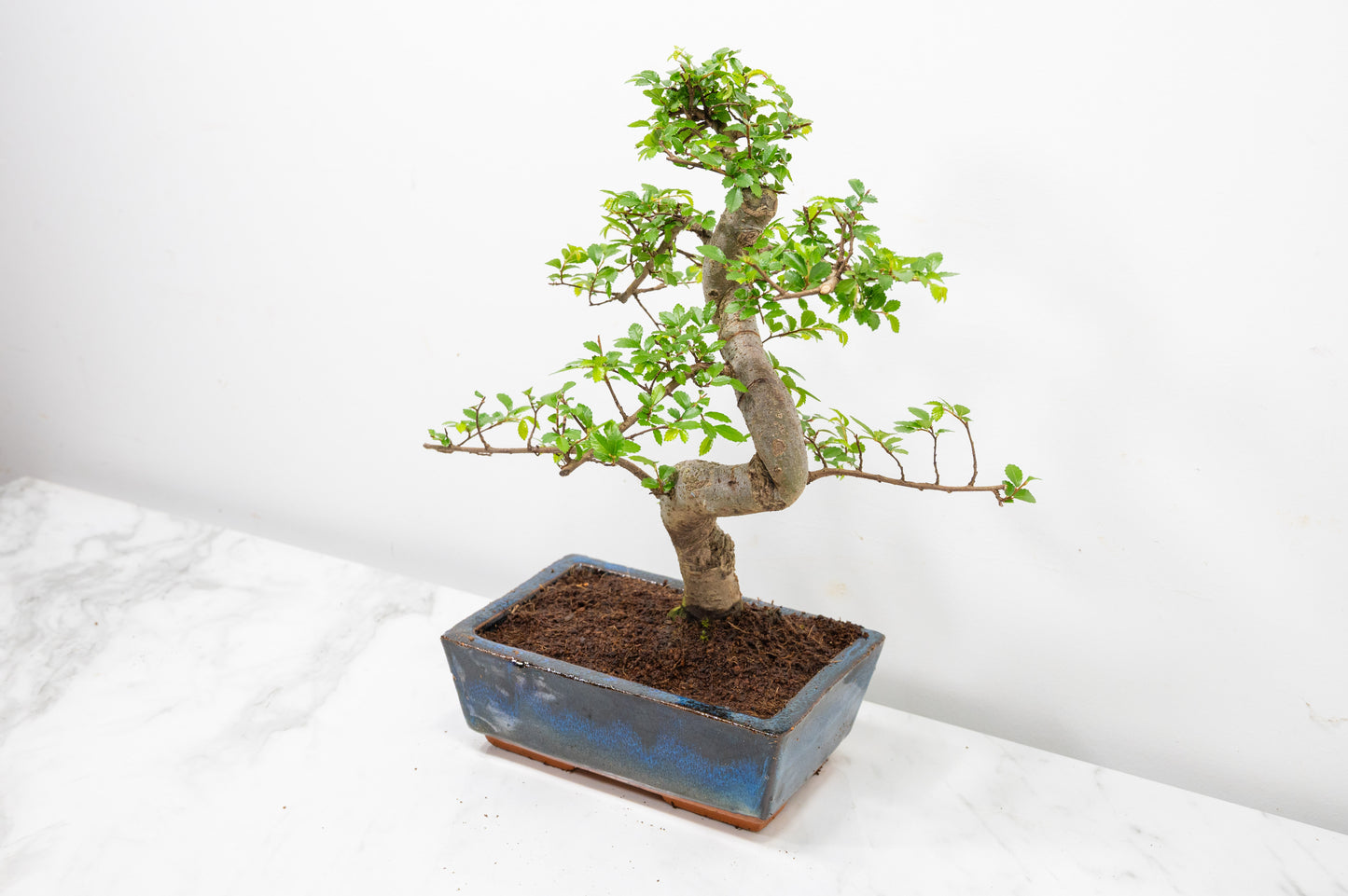 Chinese Elm Bonsai and Care Kit in 18cm Navy Ceramic Pot
