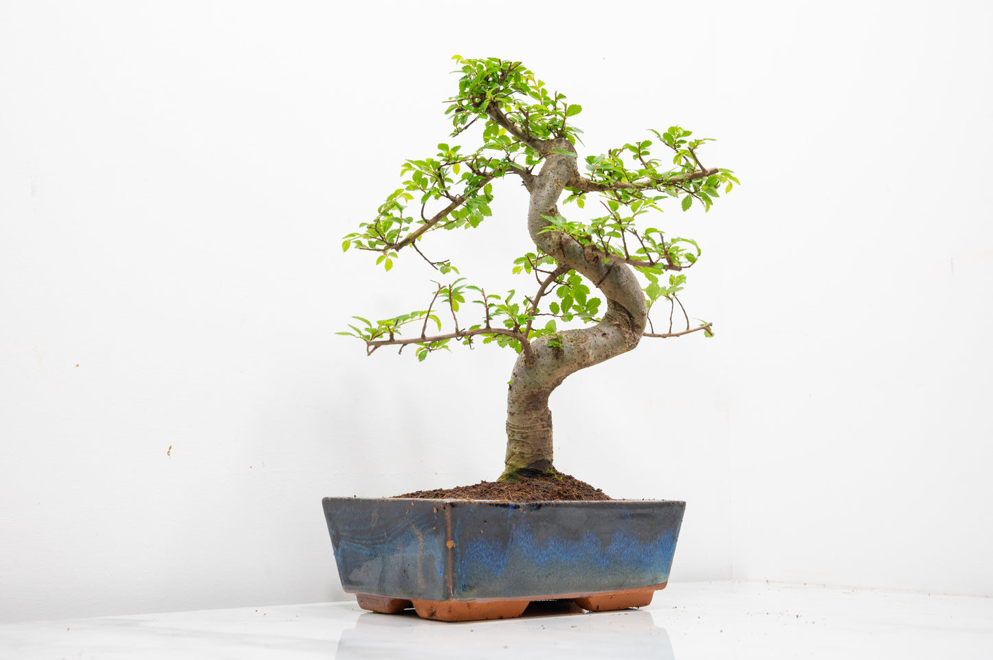 Chinese Elm Bonsai and Care Kit in 18cm Navy Ceramic Pot