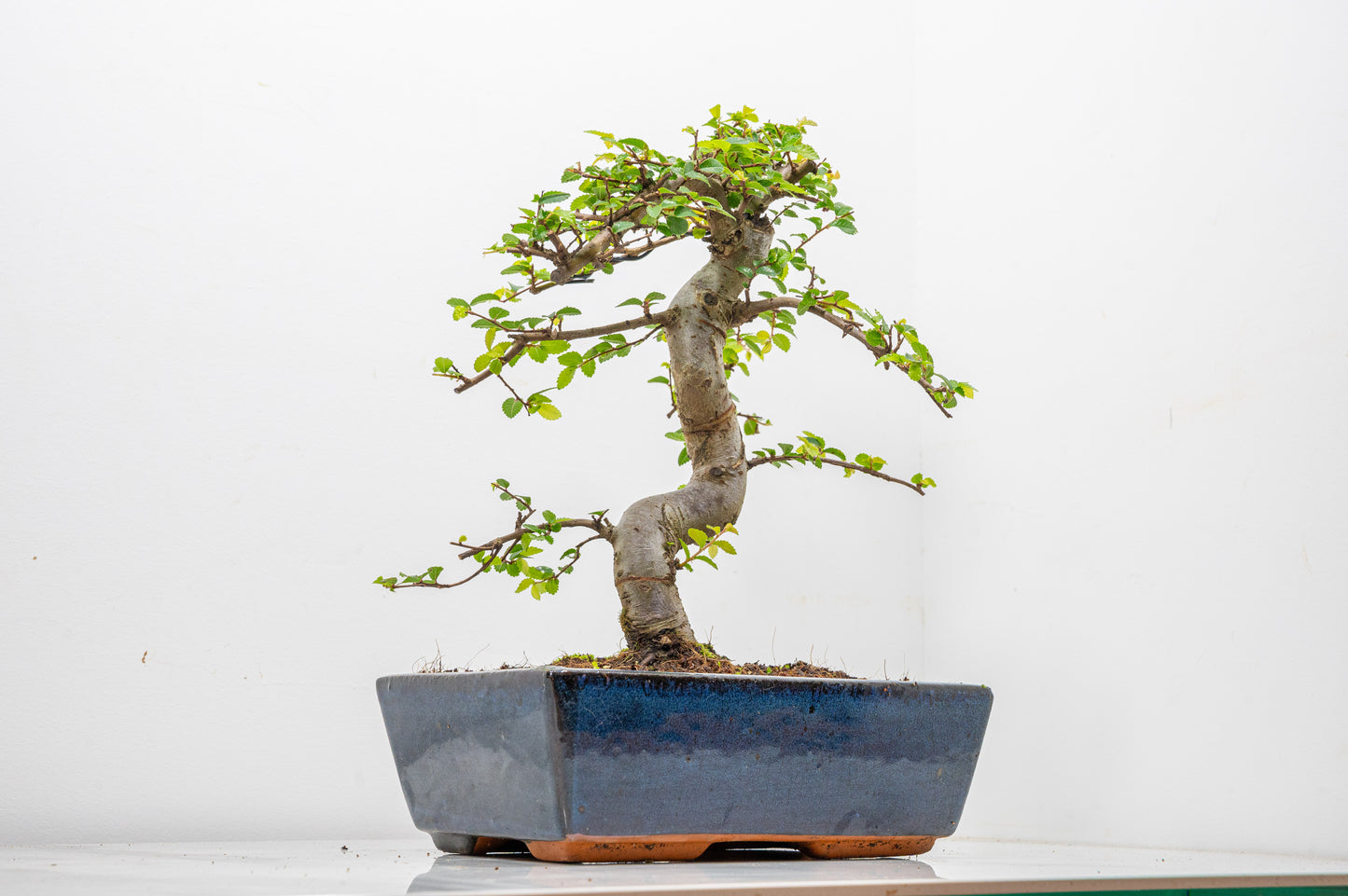 Chinese Elm Bonsai and Care Kit in 25cm Navy Ceramic Pot