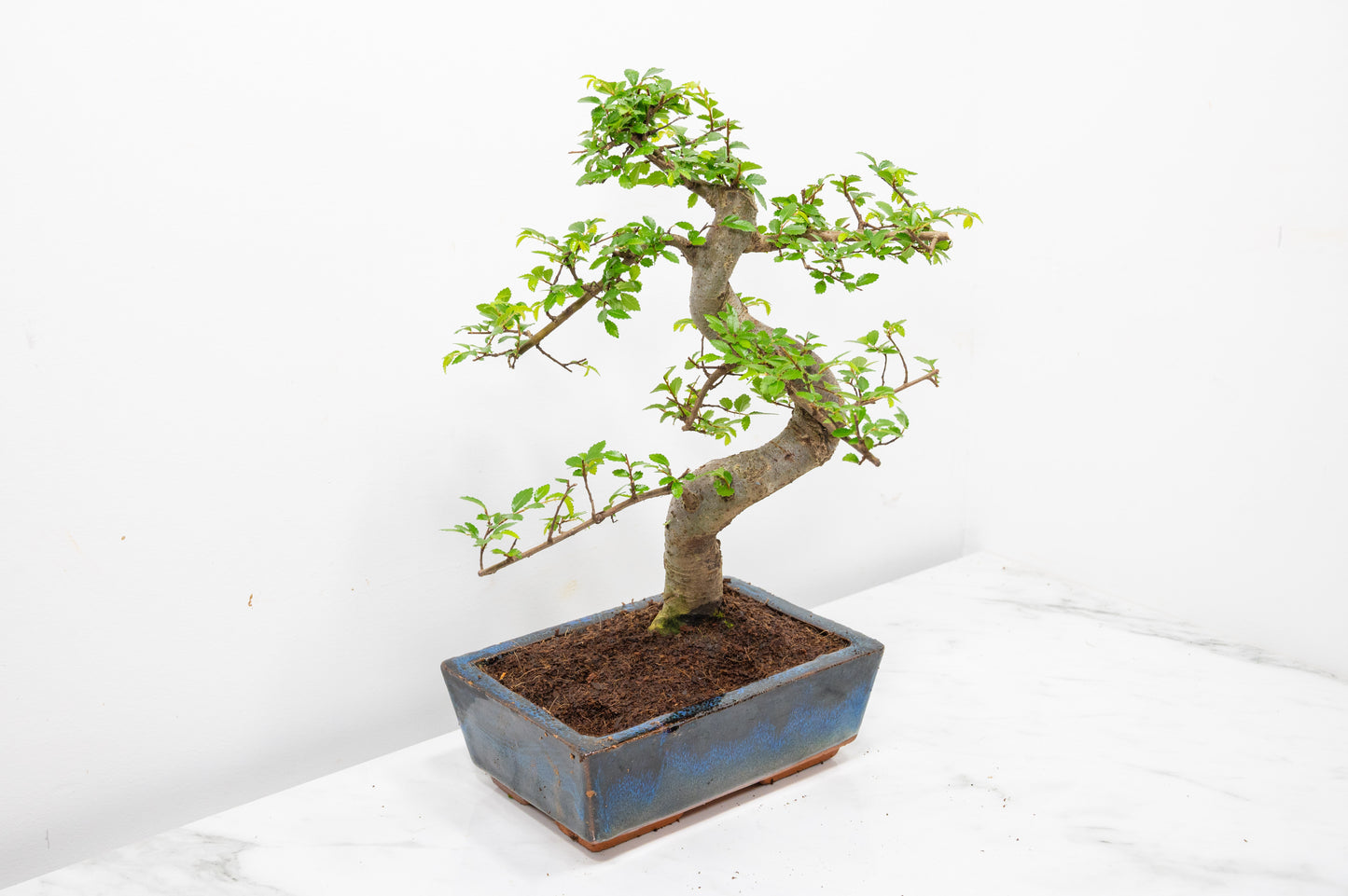 Chinese Elm Bonsai and Care Kit in 18cm Navy Ceramic Pot