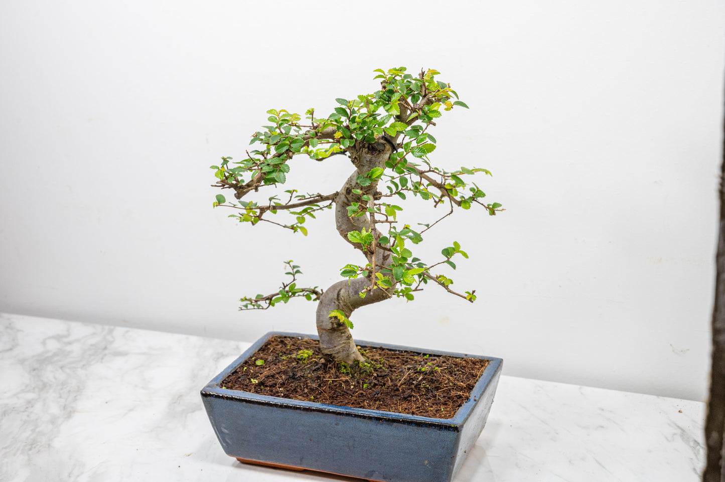 Chinese Elm Bonsai and Care Kit in 25cm Navy Ceramic Pot