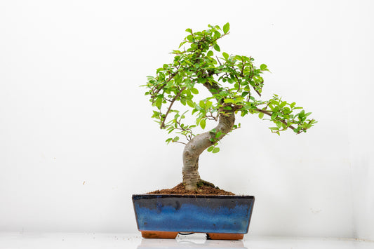 Chinese Elm Bonsai and Care Kit in 18cm Navy Ceramic Pot