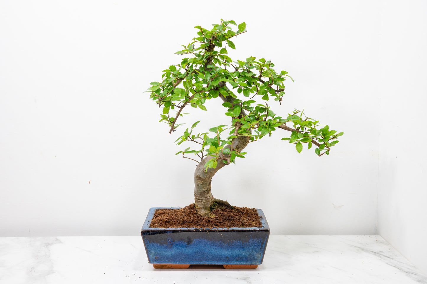 Chinese Elm Bonsai and Care Kit in 18cm Navy Ceramic Pot