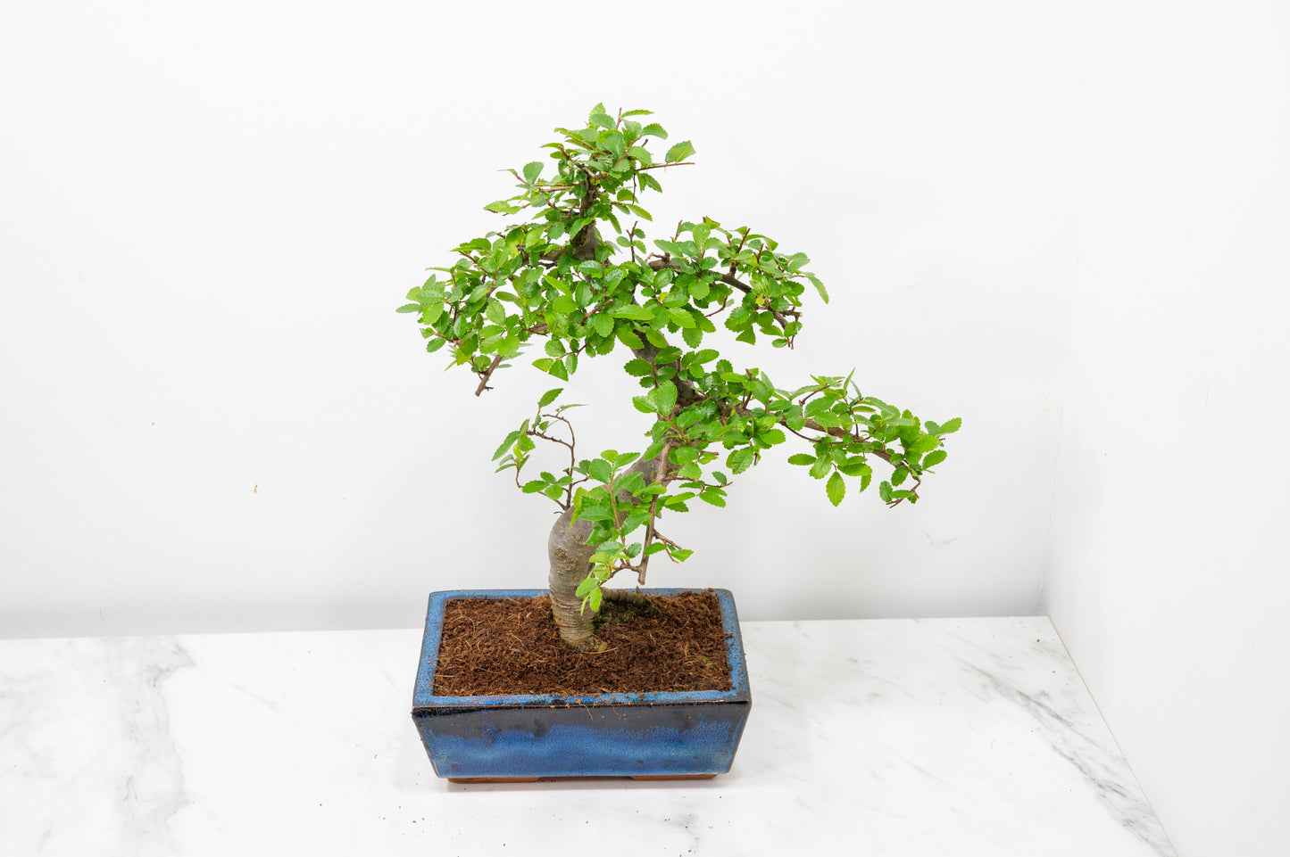 Chinese Elm Bonsai and Care Kit in 18cm Navy Ceramic Pot