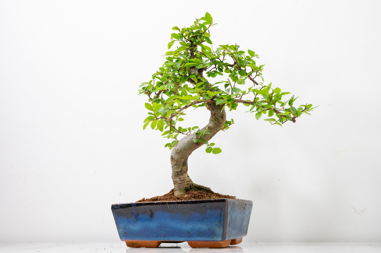 Chinese Elm Bonsai and Care Kit in 18cm Navy Ceramic Pot