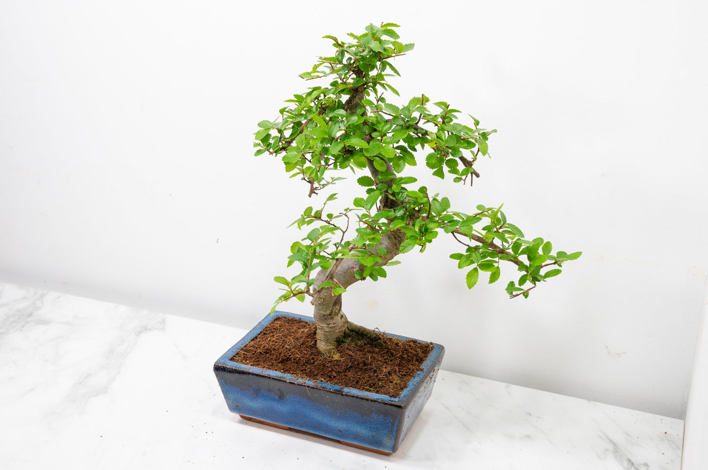 Chinese Elm Bonsai and Care Kit in 18cm Navy Ceramic Pot