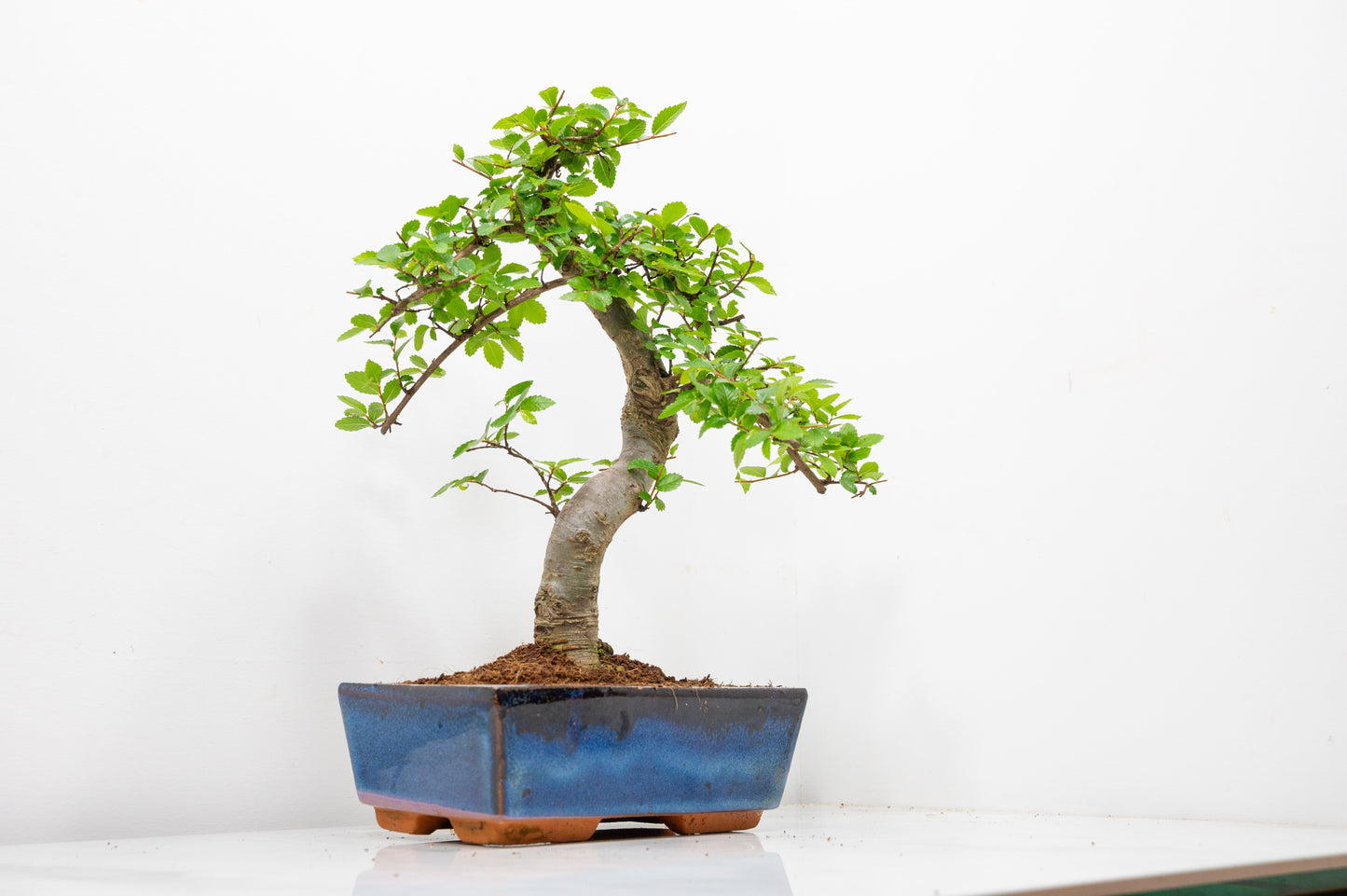Chinese Elm Bonsai and Care Kit in 18cm Navy Ceramic Pot