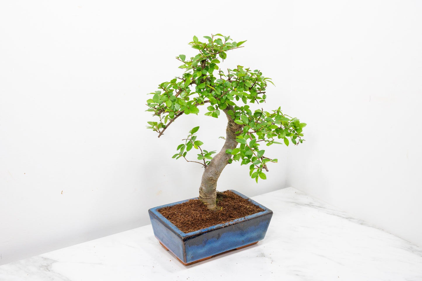 Chinese Elm Bonsai and Care Kit in 18cm Navy Ceramic Pot