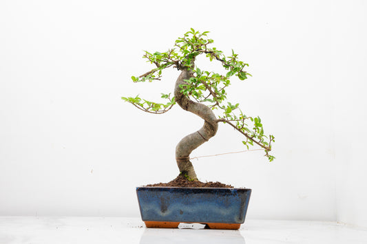 Chinese Elm Bonsai and Care Kit in 18cm Navy Ceramic Pot
