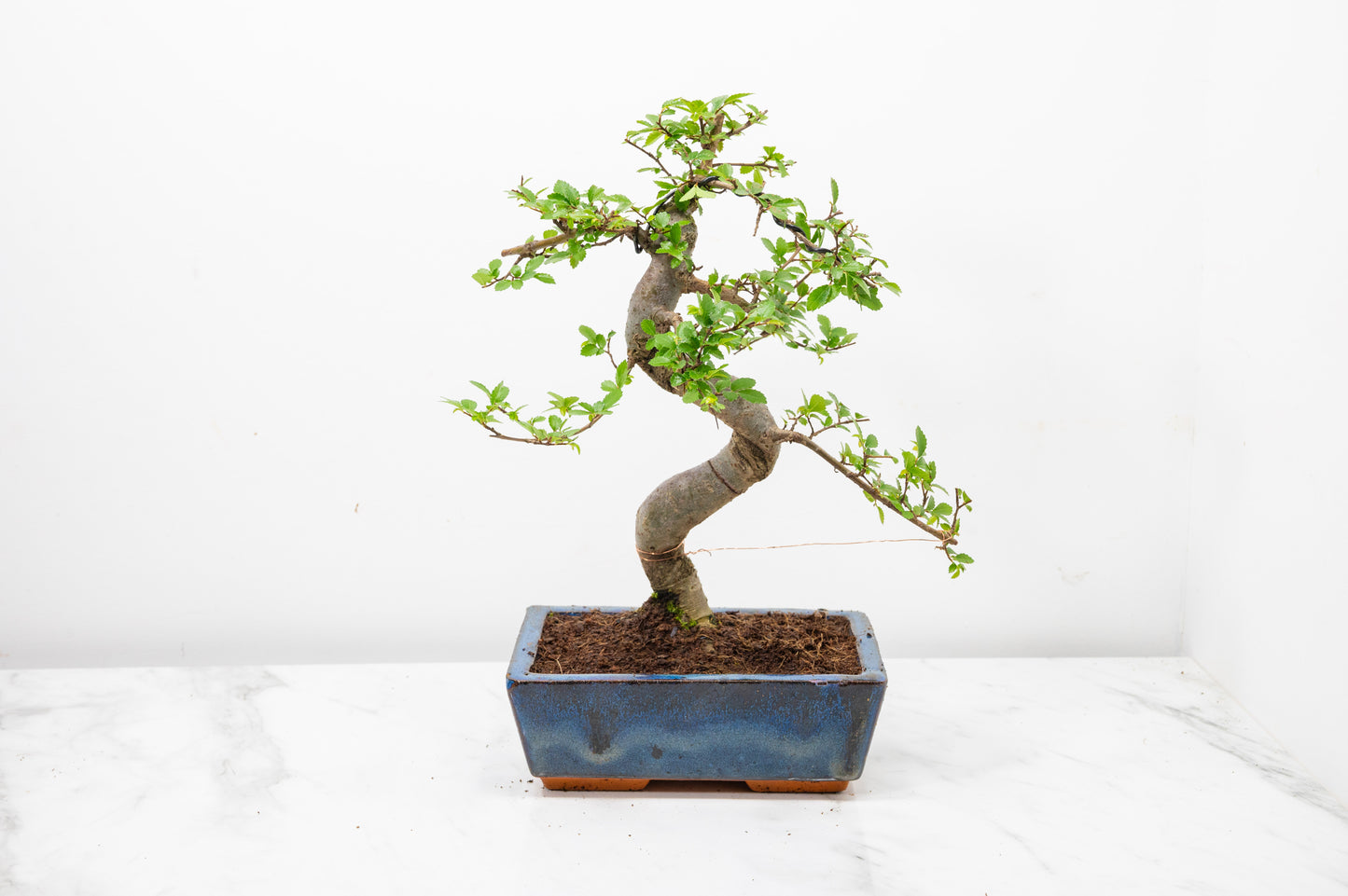 Chinese Elm Bonsai and Care Kit in 18cm Navy Ceramic Pot