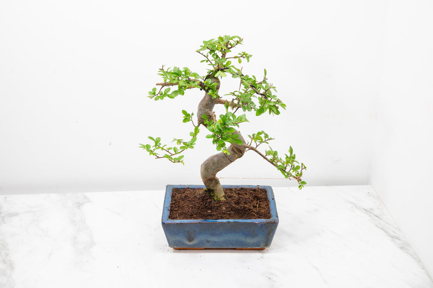 Chinese Elm Bonsai and Care Kit in 18cm Navy Ceramic Pot