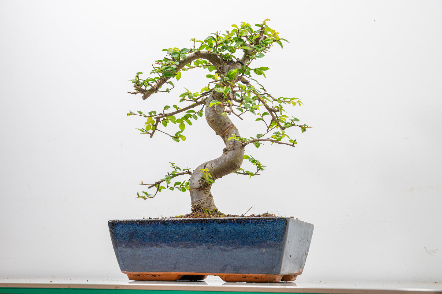 Chinese Elm Bonsai and Care Kit in 25cm Navy Ceramic Pot