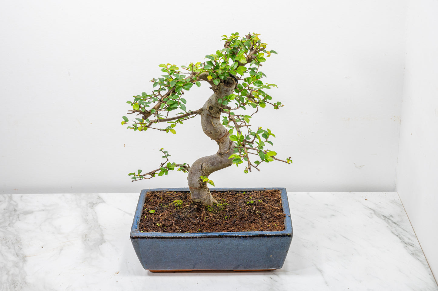 Chinese Elm Bonsai and Care Kit in 25cm Navy Ceramic Pot