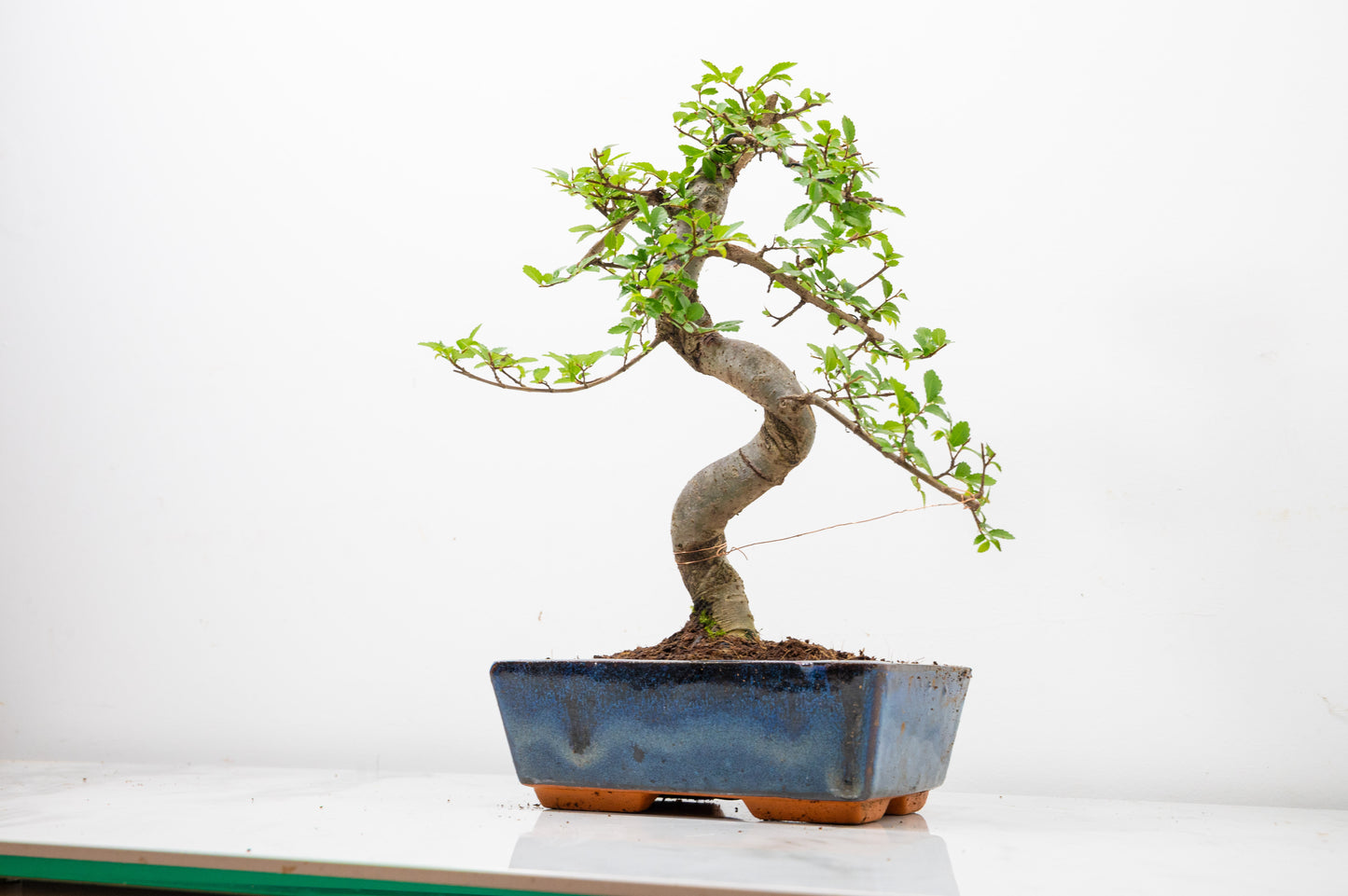 Chinese Elm Bonsai and Care Kit in 18cm Navy Ceramic Pot