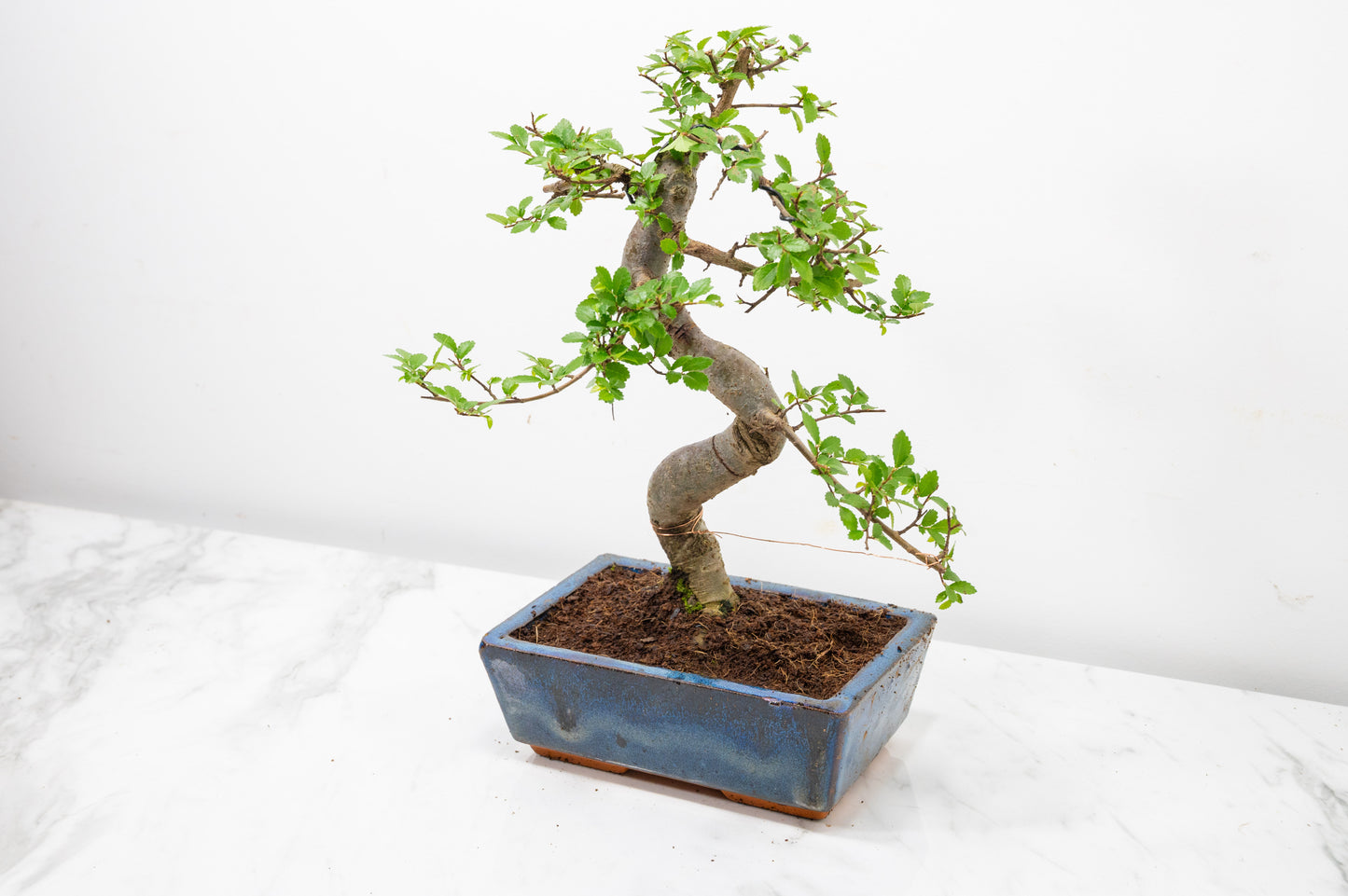 Chinese Elm Bonsai and Care Kit in 18cm Navy Ceramic Pot
