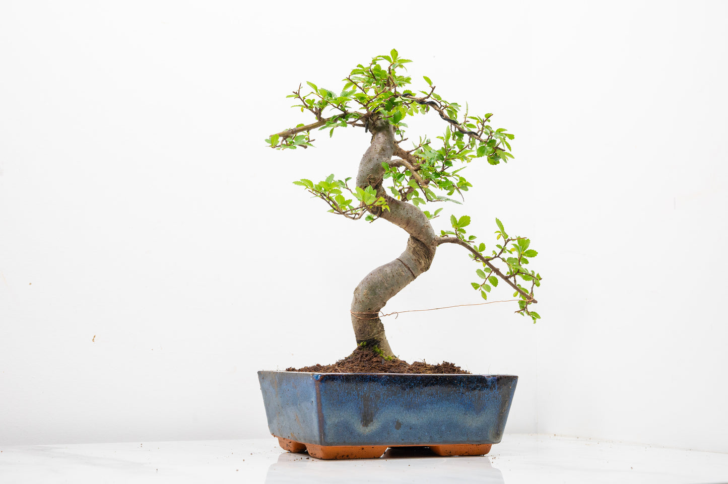 Chinese Elm Bonsai and Care Kit in 18cm Navy Ceramic Pot