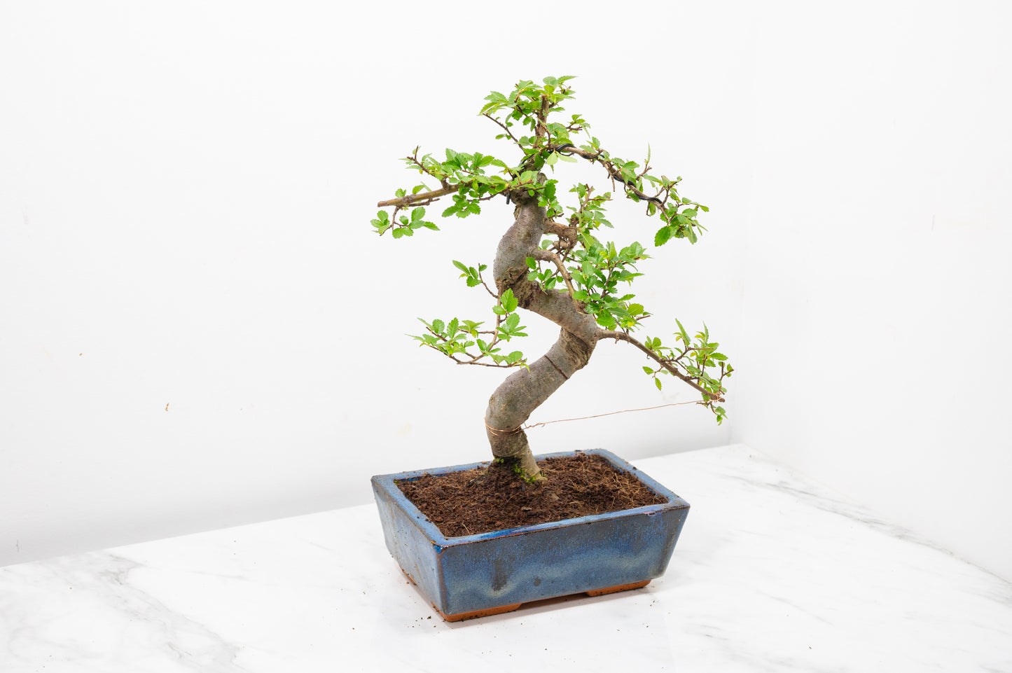 Chinese Elm Bonsai and Care Kit in 18cm Navy Ceramic Pot
