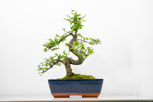 Chinese Elm Bonsai and Care Kit in 25cm Navy Ceramic Pot