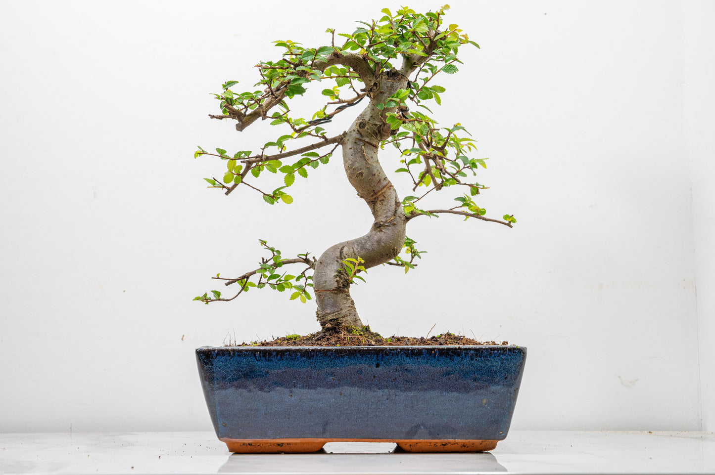 Chinese Elm Bonsai and Care Kit in 25cm Navy Ceramic Pot