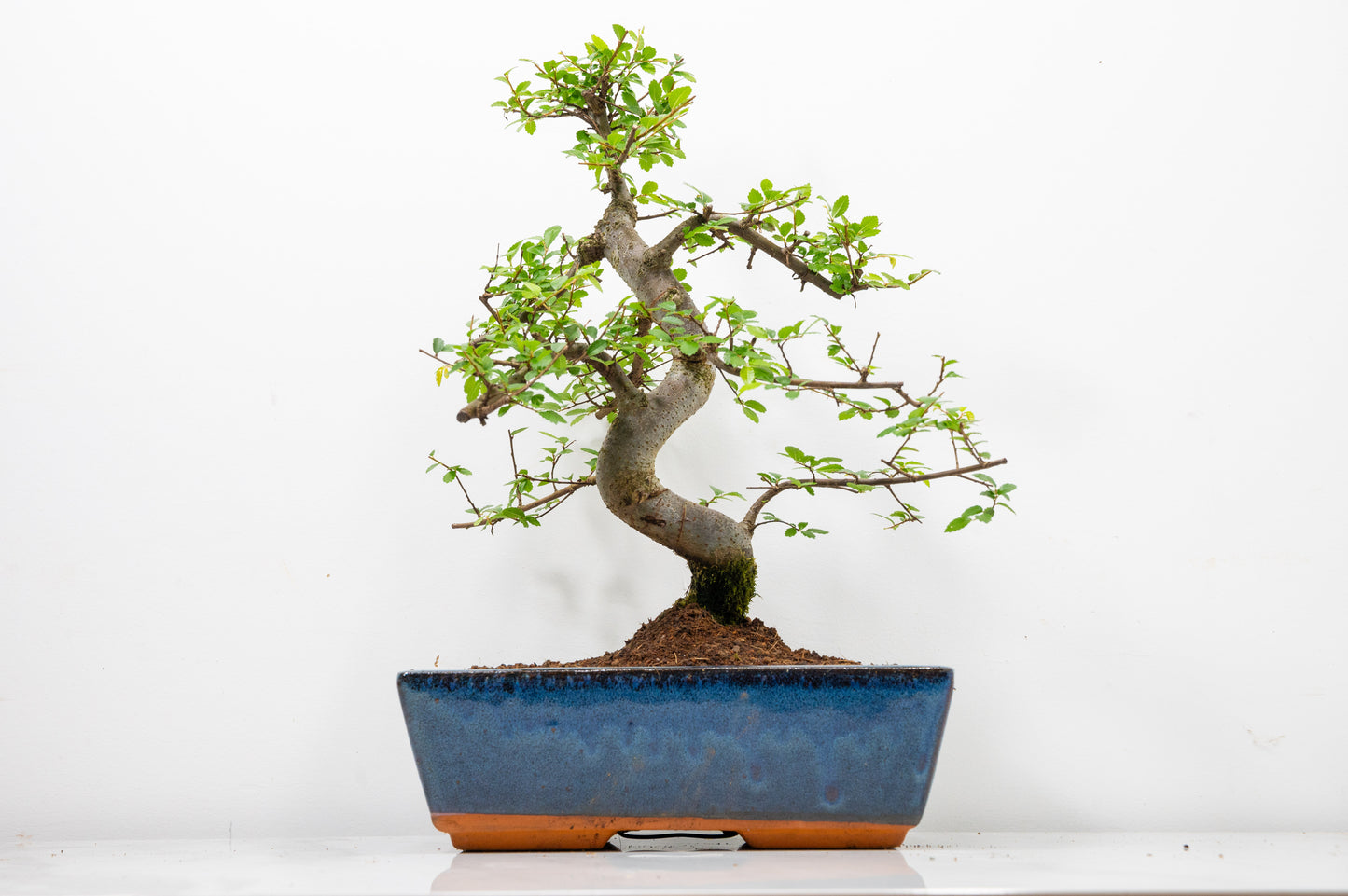 Chinese Elm Bonsai and Care Kit in 25cm Navy Ceramic Pot